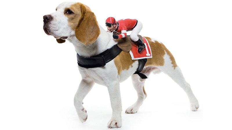 Illustration for article titled Everything You Need To Completely and Utterly Humiliate Your Pet